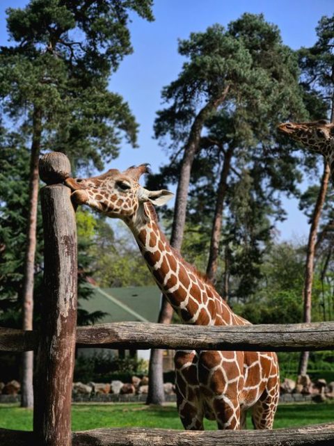 Debrecen Zoo