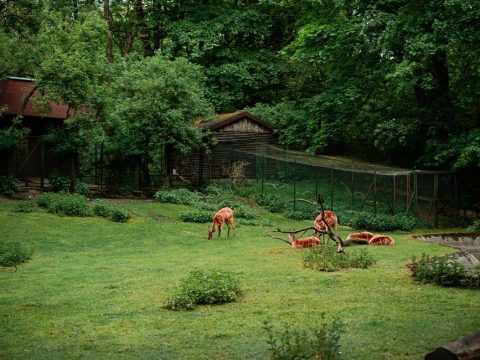 Pécs Zoo & Botanical Gardens