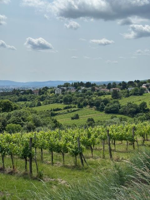 Villány Wine Region