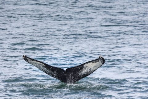 Whale Watching Tours