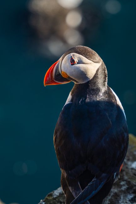 Puffin Watching Tours