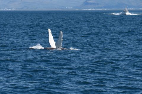 Whale Watching Tours