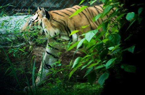 Bannerghatta National Park