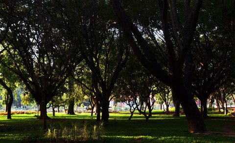 Cubbon Park