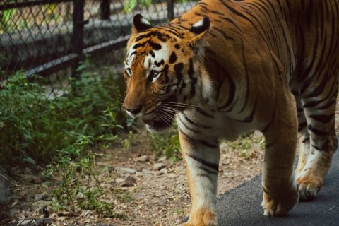 Bannerghatta National Park