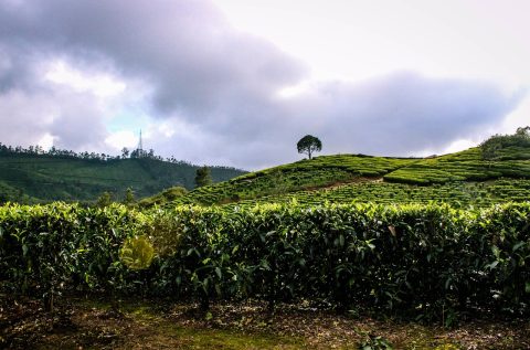 Munnar Tea Plantations