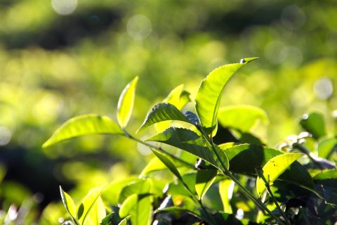 Spice Plantation Tour