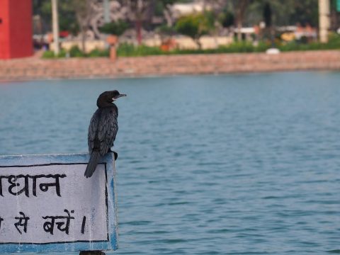 Rabindra Sarovar