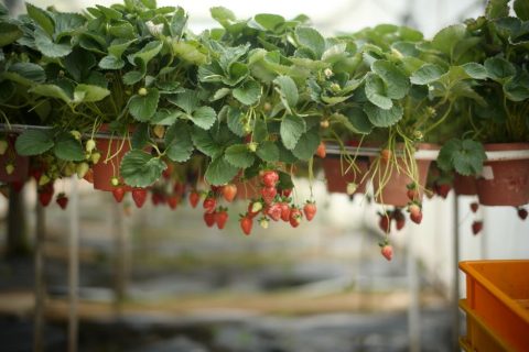 Strawberry Fields & Agritourism (Lembang Area)