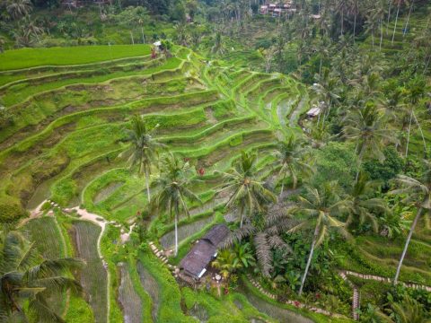 Tegallalang Rice Terraces