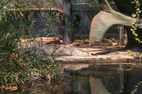 Jakarta Aquarium & Safari