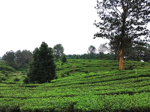 Puncak