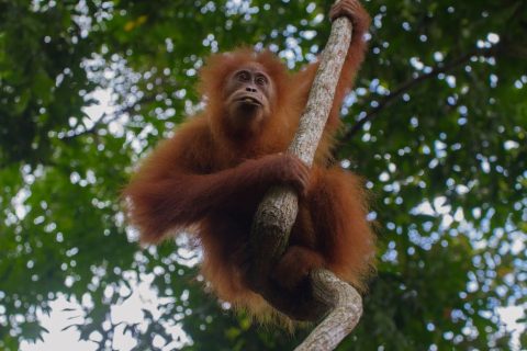Bukit Lawang Orangutan Sanctuary