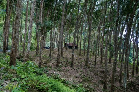 Rubber & Tea Plantations