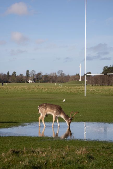 Phoenix Park