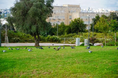 Gan Sacher (Sacher Park)