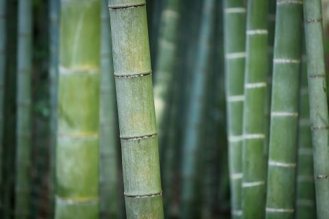 Arashiyama Bamboo Grove (Kyoto)