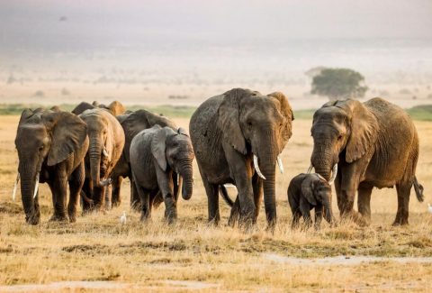 Amboseli National Park