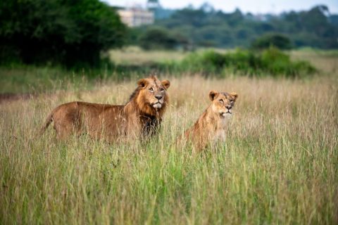 Nairobi National Park Safari