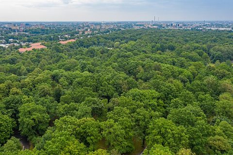 Oak Grove (Ąžuolynas)
