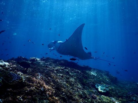 HP Reef & Manta Point Diving