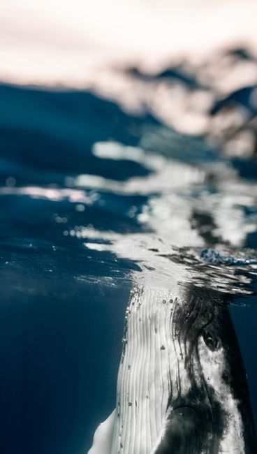 Whale Submarine Maldives