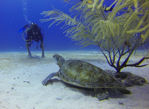 Scuba Diving Certification