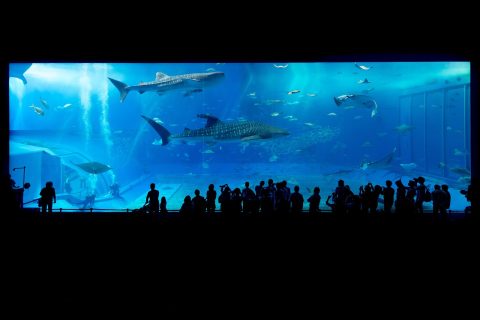 Whale Shark Swimming