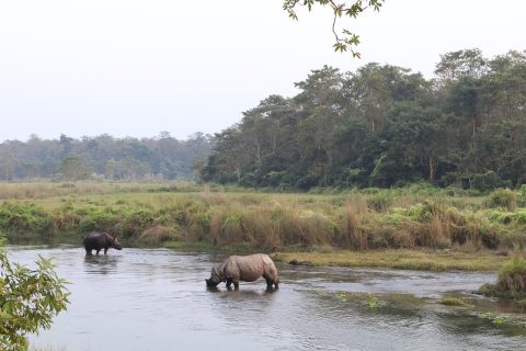 Chitwan National Park Safari
