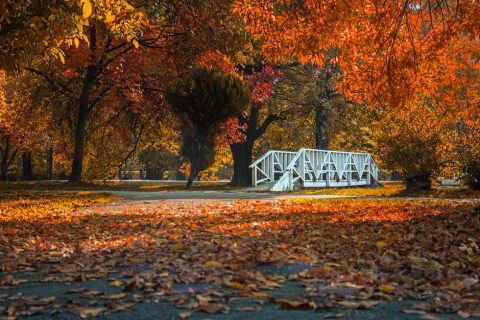 City Park (Gradski Park)