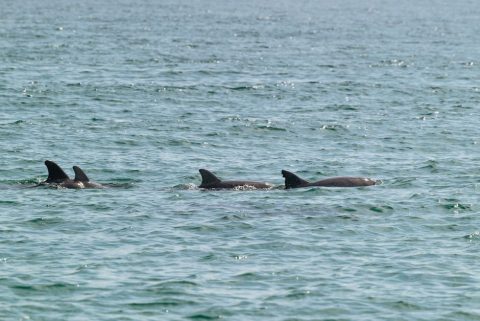 Dolphin Watching, Lagos & Vilamoura