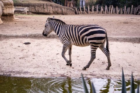 Krazy World Zoo & Adventure Park