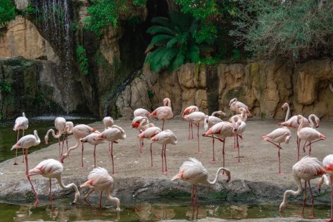 Lagos Zoo (Zoo de Lagos)