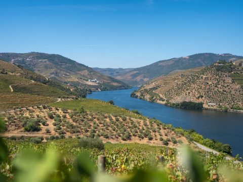 Douro Valley Wine Tour