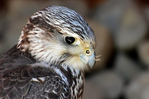 Falcon Hospital Tour