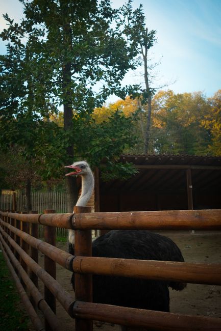 Zoo Craiova (within Nicolae Romanescu Park)
