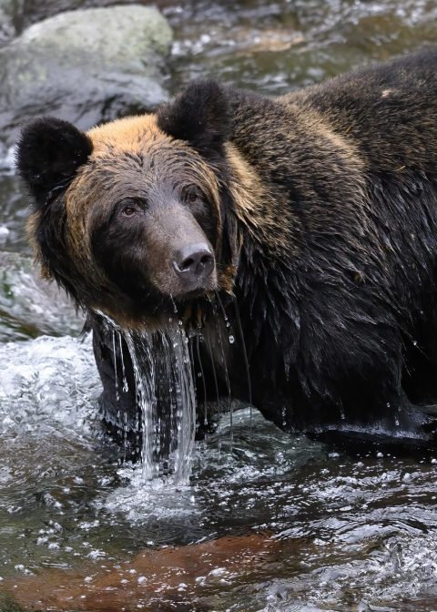 Bear Watching Expeditions