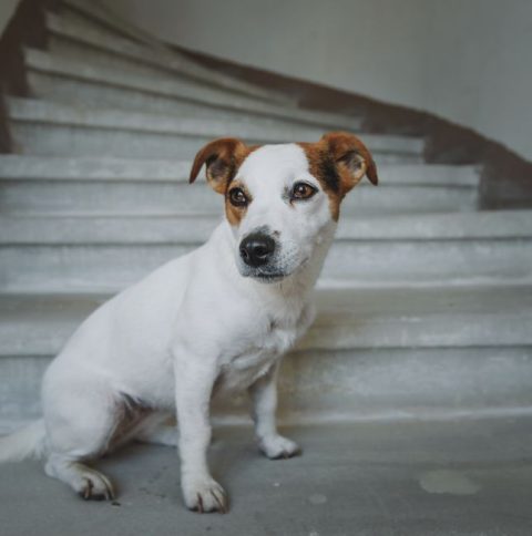 Le Chien Andalou