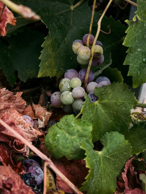 Sant Miquel Grape Harvest and Wine Fair