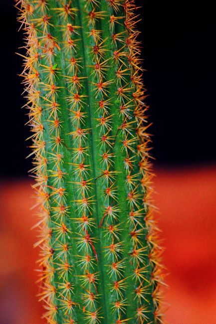 Botanicactus