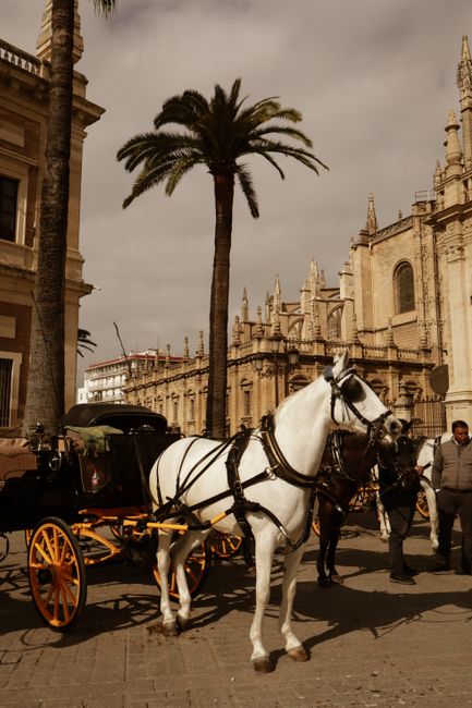 Horse-Drawn Carriage Ride