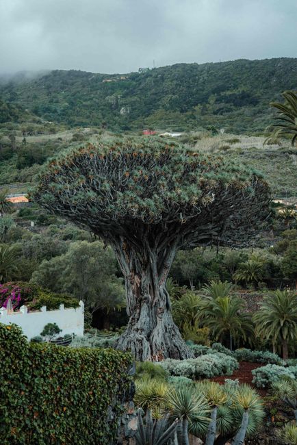 Drago Milenario (Thousand-Year Dragon Tree)