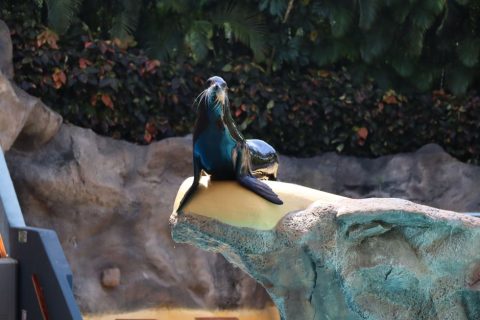 Loro Parque