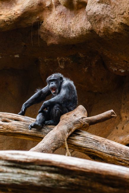 Monkey Park Tenerife