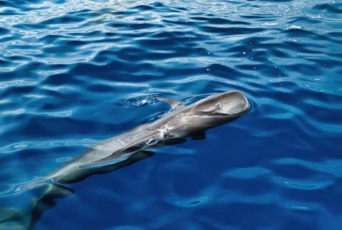 Whale and Dolphin Watching, Costa Adeje