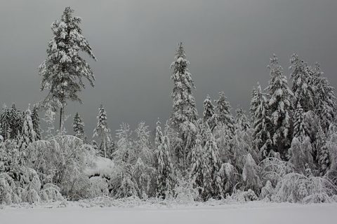 Ice Skating Tours (Winter)