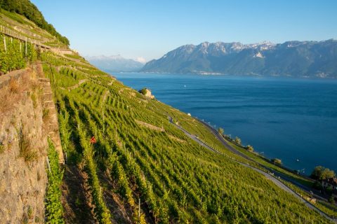 Montreux & Lavaux Wine Region