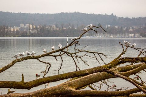 Lucerne & Lake Lucerne