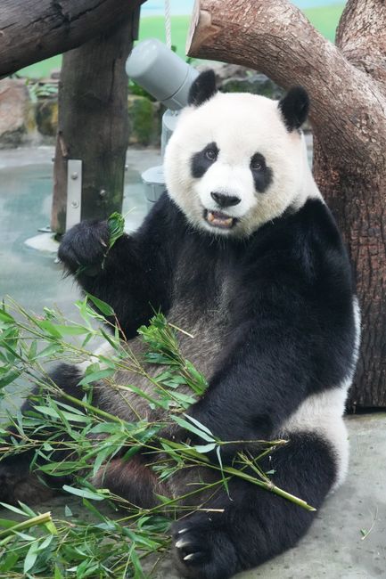 Taipei Zoo & Panda House