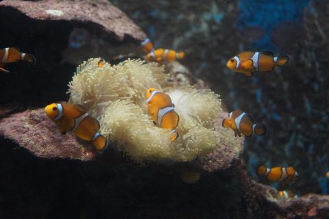 Phuket Aquarium